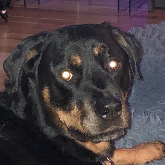 Meet your Posher, Gabriel - Picture 1 of 1